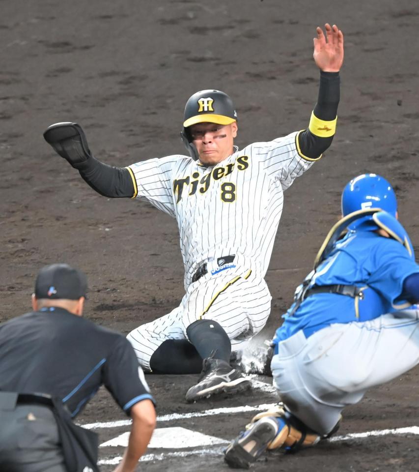 　６回、糸原の適時打で生還する佐藤輝（撮影・高部洋祐）