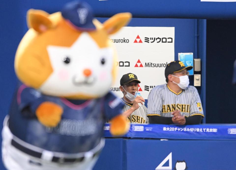 　４回、自軍の攻撃の前に水を飲む矢野監督（撮影・堀内翔）