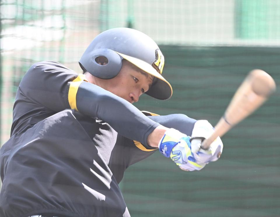 　打撃練習に励む近本（撮影・飯室逸平）