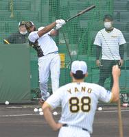 　矢野監督（手前）が見守る中、フリー打撃で快音を響かせるロドリゲス（撮影・高部洋祐）