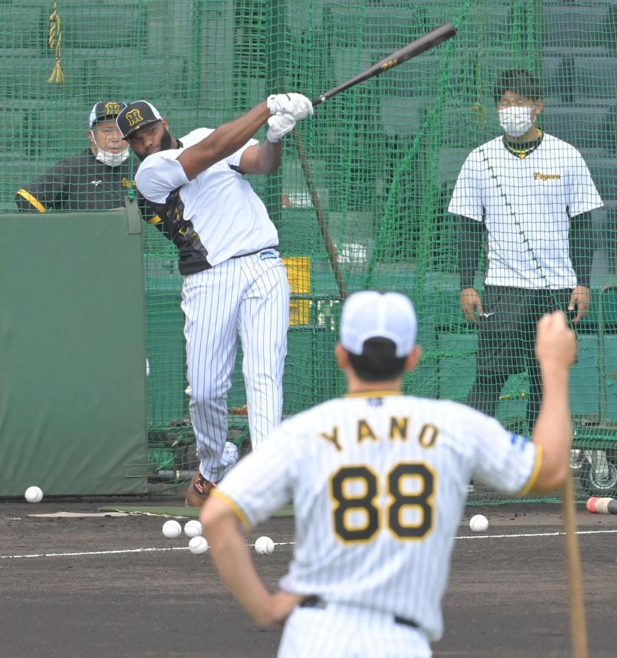 　矢野監督（手前）が見守る中、フリー打撃で快音を響かせるロドリゲス（撮影・高部洋祐）