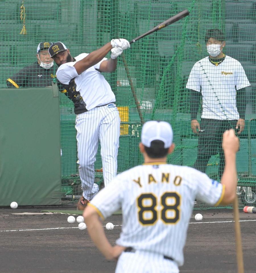 　矢野監督（手前）が見守る中、フリー打撃で快音を響かせるロドリゲス