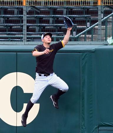 　佐藤輝はノックの打球をフェンス際でジャンプし捕球する（撮影・山口登）