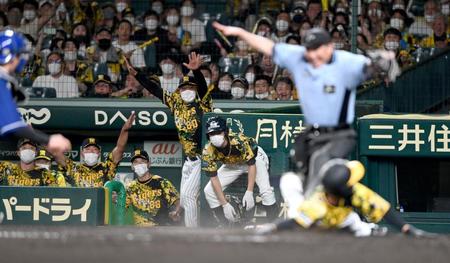 　９回、近本（手前）が同点の生還を決め、沸き上がる阪神ベンチ（撮影・田中太一）