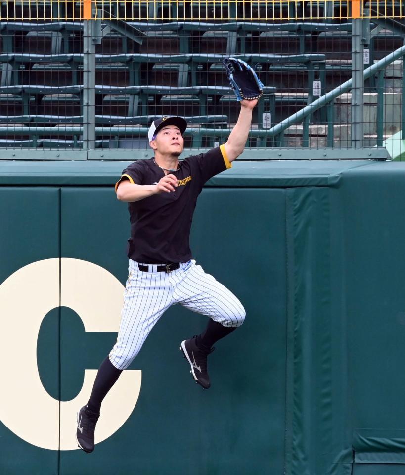 　佐藤輝はノックの打球をフェンス際でジャンプし捕球する（撮影・山口登）