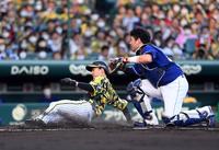 １回、近本は本塁へ盗塁を決める（撮影・山口登）