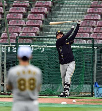　１軍に合流した大山は矢野監督が見つめる中、打撃練習する（撮影・山口登）