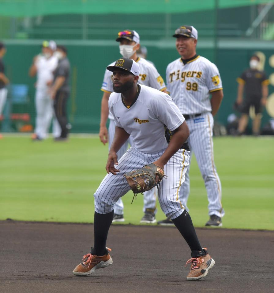 　矢野監督と井上ヘッドコーチが見守る中、一塁の守備位置につくロドリゲス（撮影・神子素慎一）