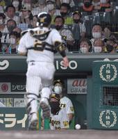 　延長１１回、青木の空振り三振したボールを梅野（手前）が捕逸し、追いかける様子をベンチから見る矢野監督（中央）＝撮影・北村雅宏