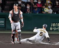 ８回、近本は佐藤輝の三ゴロで生還する（撮影・山口登）