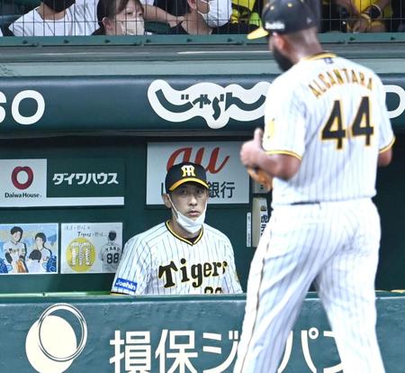 　７回、ベンチで厳しい表情の矢野監督（撮影・飯室逸平）