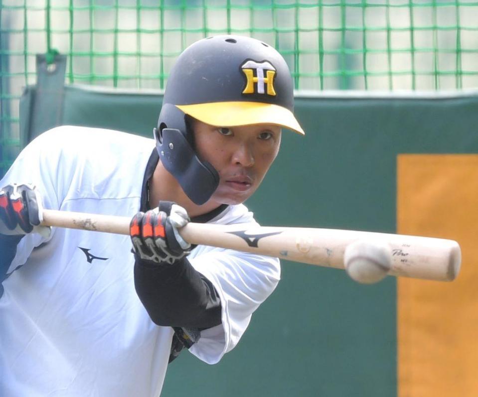 　試合前、バント練習する島田（撮影・北村雅宏）