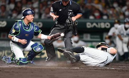 　４回、佐藤輝は坂本のスクイズでヘッドスライディングで生還する（撮影・山口登）