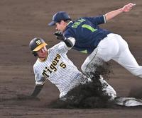 　７回、二盗を決める近本（撮影・飯室逸平）