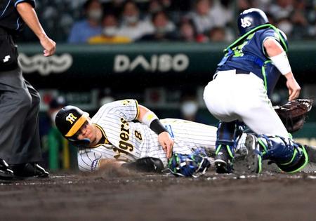 ４回、坂本のスクイズで生還する佐藤輝（撮影・田中太一）