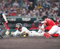 　５回、糸原の左犠飛で生還する三走・梅野。捕手は会沢（撮影・吉澤敬太）