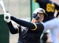 　打撃練習をする佐藤輝（撮影・田中太一）