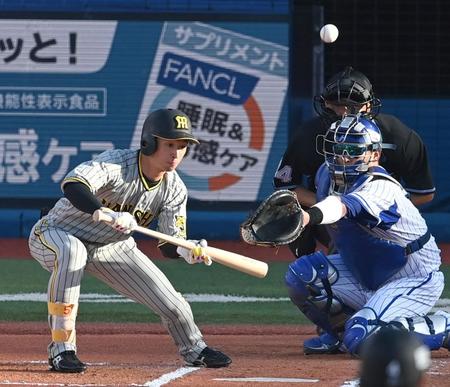 　６回、送りバントするもファールとなる近本＝１０日