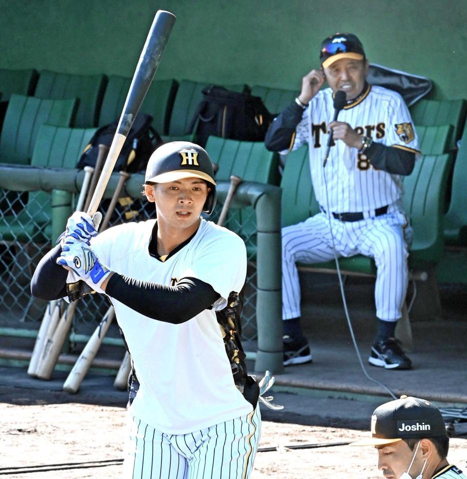 　岡田監督（奥）が見る中、打撃練習をする井上（撮影・田中太一）