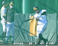 　岡田監督が見守る中、フリー打撃で快音を響かせる井上（撮影・高部洋祐）