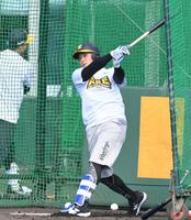 フリー打撃で“宜野座１号”を放つ井上（撮影・高部洋祐）