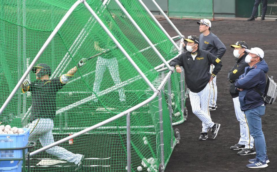 　森下（左端）の打撃練習を見守る岡田監督（右から４人目）＝撮影・高部洋祐