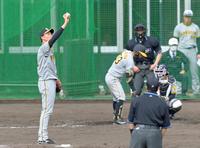 　シート打撃に登板し、投球前にボールに目をやる湯浅（撮影・立川洋一郎）