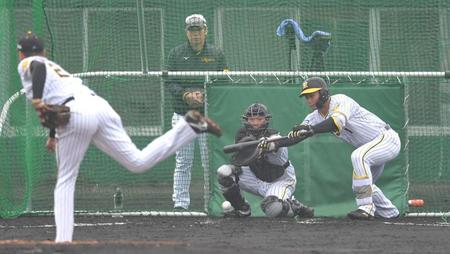 　ケース打撃で犠打を決める森下（撮影・北村雅宏）