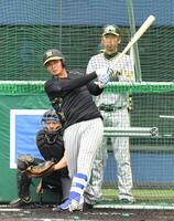 　打撃練習をする井上（撮影・中田匡峻）