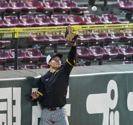 外野の守備練習で打球に飛びつく森下（撮影・立川洋一郎