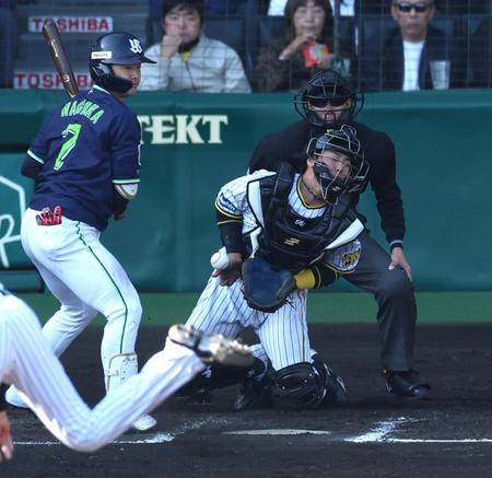 　７回、才木の投球を梅野は右指に受ける（撮影・山口登）