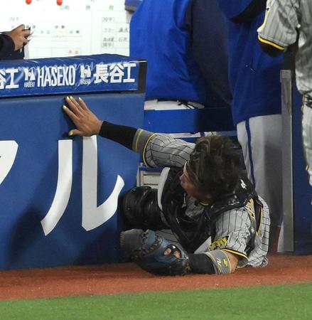 　５回、関根の邪飛を追いかけ、ＤｅＮＡベンチに激突する捕手・梅野（撮影・伊藤笙子）