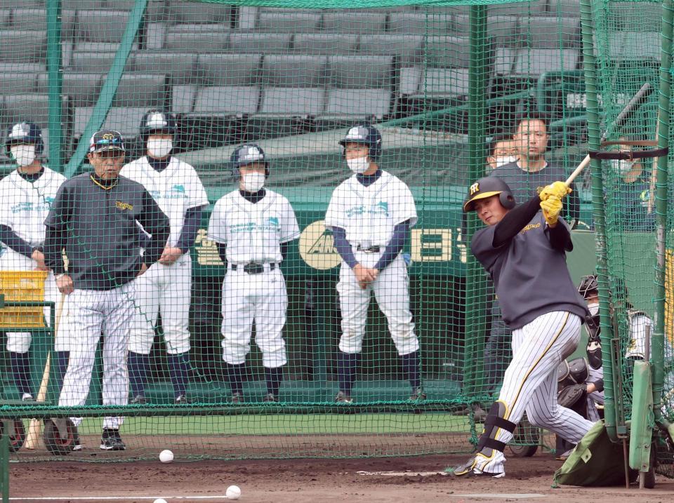　岡田監督（左）が見守る中、打撃練習する井上（撮影・山口登）