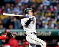 　１回、右前打を放つ近本（撮影・中田匡峻）