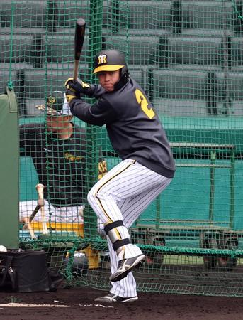 　打撃練習する梅野（撮影・山口登）