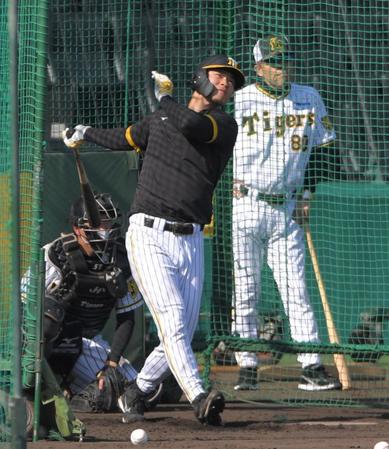 　試合前、岡田監督が見る中、打撃練習する佐藤輝（撮影・北村雅宏）
