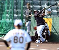 　岡田監督が見守る中、打撃練習する梅野（撮影・山口登）
