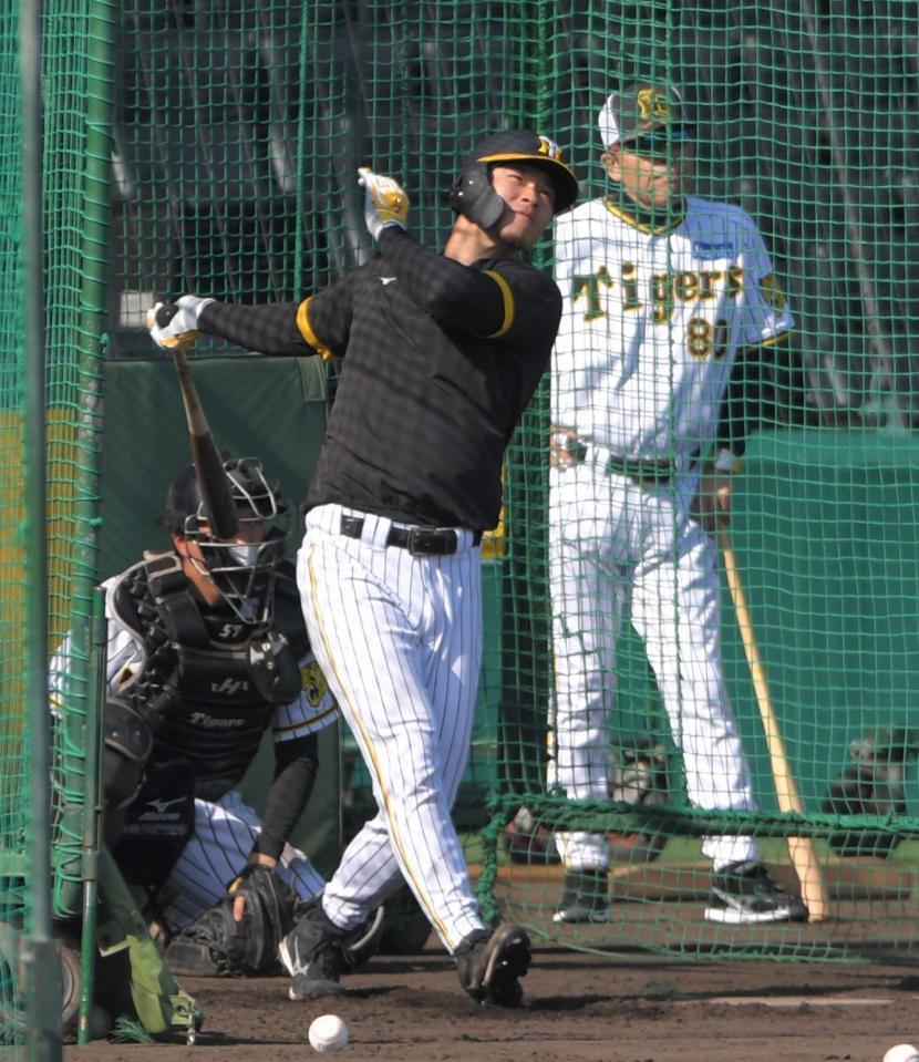 　試合前、岡田監督が見る中、打撃練習する佐藤輝（撮影・北村雅宏）