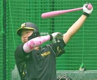 　試合前、ピンクのバットとアームバンドで打撃練習に励む大山（撮影・高部洋祐）