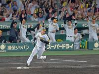 　５回、左翼スタンドへ逆転３ランを放ち一塁を回る大山（撮影・立川洋一郎）