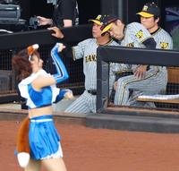 　キツネダンスを横目にベンチに腰かける岡田監督（右）＝撮影・吉澤敬太