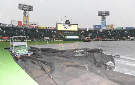 　グラウンドにシートが敷かれた甲子園球場（撮影・高部洋祐）