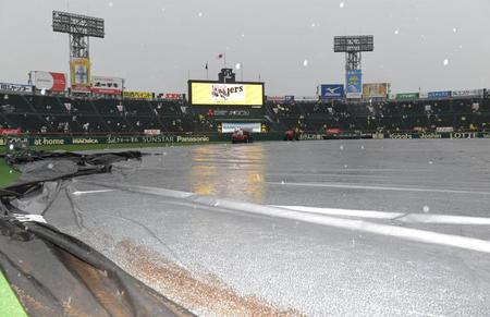 　グラウンドにシートが敷かれた甲子園球場（撮影・高部洋祐）