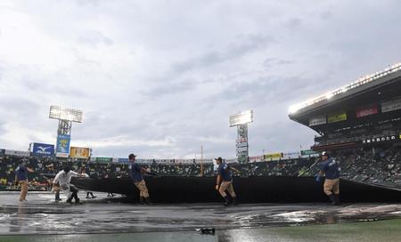 　試合前、シートを外す阪神園芸のスタッフら（撮影・高部洋祐）