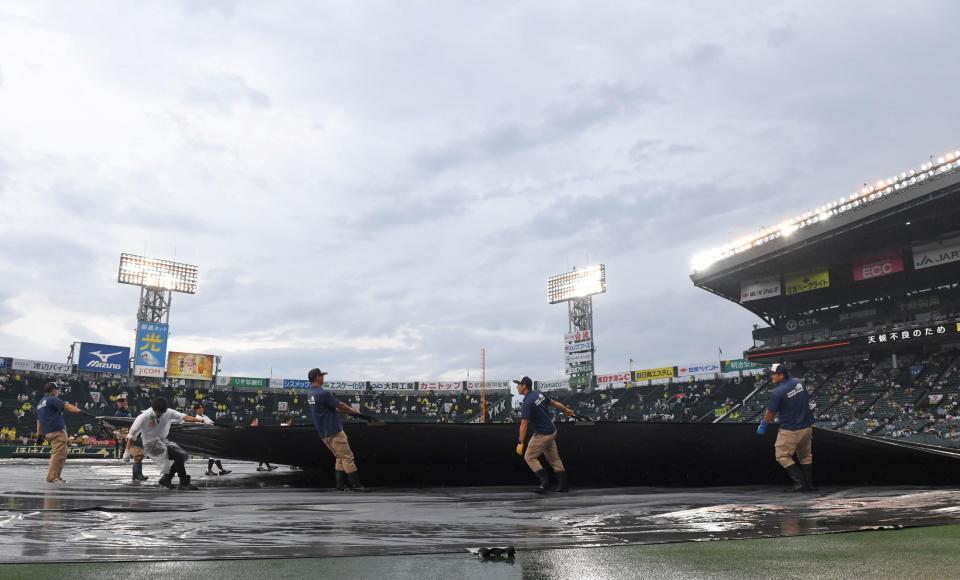 　試合前、シートを外す阪神園芸のスタッフら（撮影・高部洋祐）