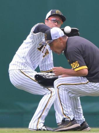 　打撃練習の打球をキャッチする近本（左）＝撮影・北村雅宏