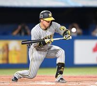 　７回、梅野の送りバントが安打に（撮影・金田祐二）