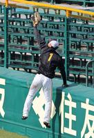 　左翼ポール際で守備練習する森下（撮影・山口登）