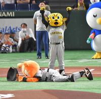 　抱え上げたジャビットを落とすトラッキー（撮影・西岡正）