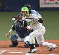 　６回、同点スクイズを決める坂本（撮影・飯室逸平）